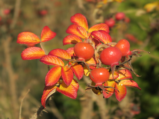 1754918 (a): :3728x2795